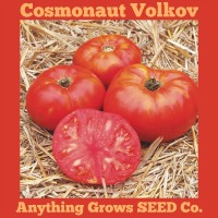 Tomato - Cosmonaut Volkov - Organic